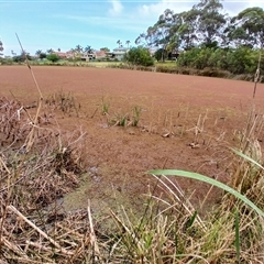 Azolla pinnata (Ferny Azolla) at Shellharbour, NSW - 28 Sep 2024 by plants