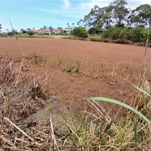 Azolla pinnata at Shellharbour, NSW - 29 Sep 2024 09:34 AM