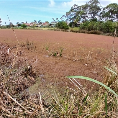 Azolla pinnata (Ferny Azolla) at Shellharbour, NSW - 28 Sep 2024 by plants