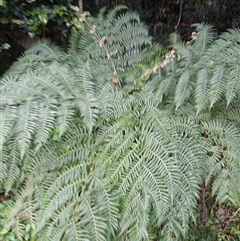 Cyathea australis subsp. australis (Rough Tree Fern) at Shellharbour, NSW - 28 Sep 2024 by plants