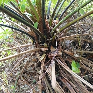 Cyathea australis subsp. australis at Shellharbour, NSW - suppressed