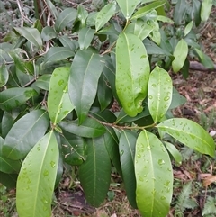 Planchonella australis (Black Apple) at Flinders, NSW - 28 Sep 2024 by plants