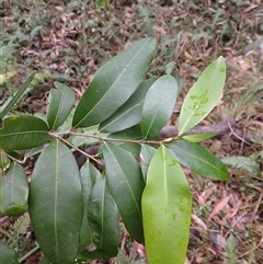 Planchonella australis at Flinders, NSW - 29 Sep 2024