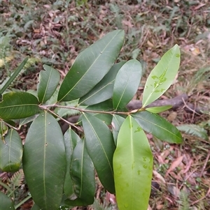 Planchonella australis at Flinders, NSW - 29 Sep 2024