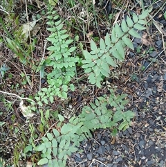 Pellaea viridis (Green Cliff Brake) at Flinders, NSW - 28 Sep 2024 by plants