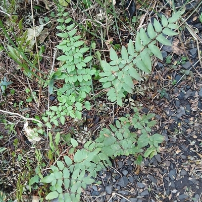 Pellaea viridis (Green Cliff Brake) at Flinders, NSW - 29 Sep 2024 by plants