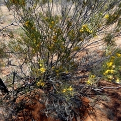 Senna artemisioides subsp. filifolia (Punty Bush) at Anatye, NT - 22 Aug 2024 by Paul4K