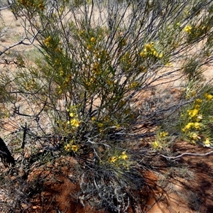 Senna artemisioides subsp. filifolia at Anatye, NT - 22 Aug 2024 12:19 PM