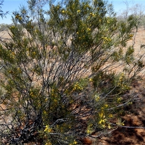 Senna artemisioides subsp. filifolia at Anatye, NT - 22 Aug 2024 12:19 PM
