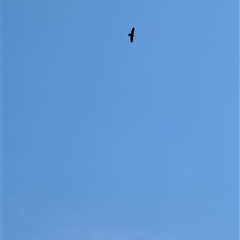 Aquila audax (Wedge-tailed Eagle) at Fyshwick, ACT - 29 Sep 2024 by mroseby