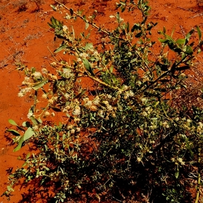 Unidentified Wattle at Anatye, NT - 22 Aug 2024 by Paul4K