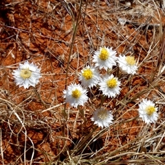 Rhodanthe floribunda (Common White Sunray) at Anatye, NT - 22 Aug 2024 by Paul4K