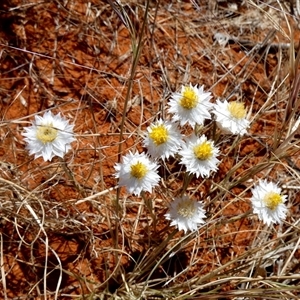 Rhodanthe floribunda at Anatye, NT - 22 Aug 2024