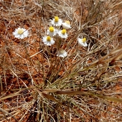Rhodanthe floribunda at Anatye, NT - 22 Aug 2024 12:37 PM