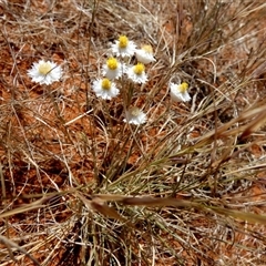 Rhodanthe floribunda at Anatye, NT - 22 Aug 2024