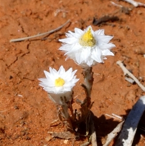 Rhodanthe floribunda at Anatye, NT - 22 Aug 2024