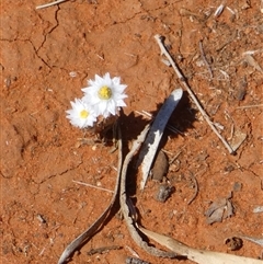 Rhodanthe floribunda at Anatye, NT - 22 Aug 2024