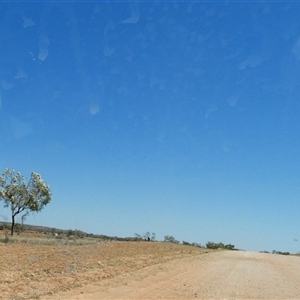 Corymbia sp. at Anatye, NT - 22 Aug 2024 12:59 PM