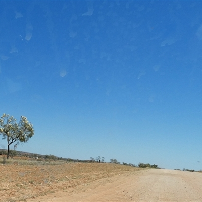 Corymbia sp. (A Bloodgum) at Anatye, NT - 22 Aug 2024 by Paul4K