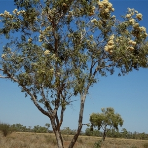 Corymbia sp. at Anatye, NT - 22 Aug 2024 12:59 PM