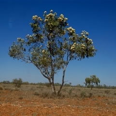 Corymbia sp. at Anatye, NT - 22 Aug 2024 12:59 PM