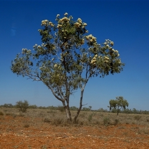 Corymbia sp. at Anatye, NT - 22 Aug 2024 12:59 PM