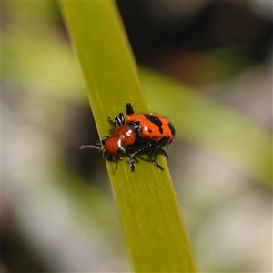 Lemidia sp. (genus) at Cowra, NSW by RobG1