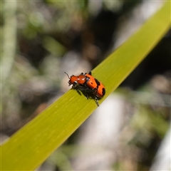Lemidia sp. (genus) at Cowra, NSW - suppressed