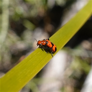 Lemidia sp. (genus) at suppressed - suppressed