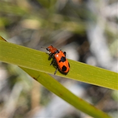 Lemidia sp. (genus) at Cowra, NSW - suppressed