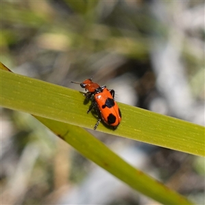 Lemidia sp. (genus) at suppressed - suppressed
