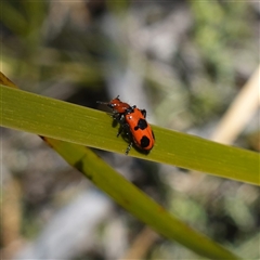 Lemidia sp. (genus) at Cowra, NSW - suppressed