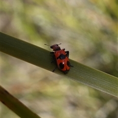 Lemidia sp. (genus) at Cowra, NSW - suppressed