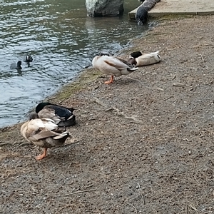 Anas platyrhynchos at Belconnen, ACT - 29 Sep 2024