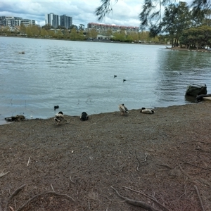 Anas platyrhynchos at Belconnen, ACT - 29 Sep 2024 12:19 PM