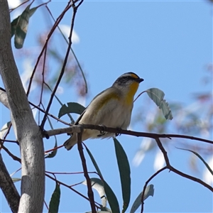 Pardalotus striatus at Cowra, NSW - 27 Sep 2024