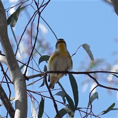 Pardalotus striatus at Cowra, NSW - 27 Sep 2024