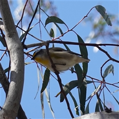 Pardalotus striatus at Cowra, NSW - 27 Sep 2024