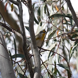 Pardalotus striatus at Cowra, NSW - suppressed