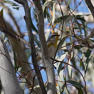 Pardalotus striatus at Cowra, NSW - 27 Sep 2024