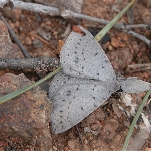 Taxeotis reserata at Hall, ACT - 29 Sep 2024