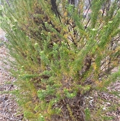 Cassinia aculeata subsp. aculeata (Dolly Bush, Common Cassinia, Dogwood) at Garran, ACT - 29 Sep 2024 by ruthkerruish