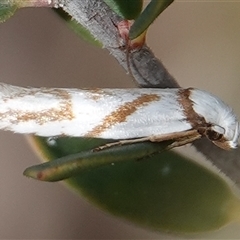 Oxythecta acceptella (Scat Moth) at Hall, ACT - 29 Sep 2024 by Anna123