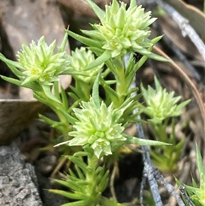 Scleranthus diander at Campbell, ACT - 29 Sep 2024