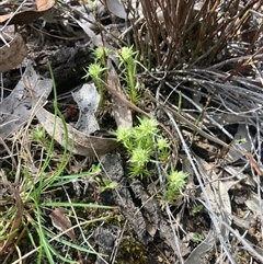 Scleranthus diander at Campbell, ACT - 29 Sep 2024