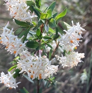 Pimelea linifolia subsp. linifolia at Ainslie, ACT - 29 Sep 2024 10:37 AM