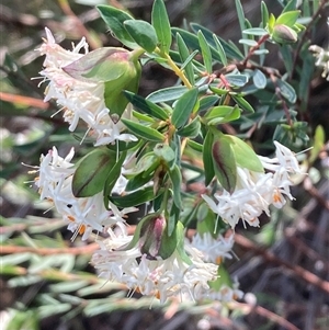 Pimelea linifolia subsp. linifolia at Ainslie, ACT - 29 Sep 2024 10:37 AM