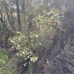 Pimelea linifolia subsp. linifolia at Ainslie, ACT - 29 Sep 2024 10:37 AM