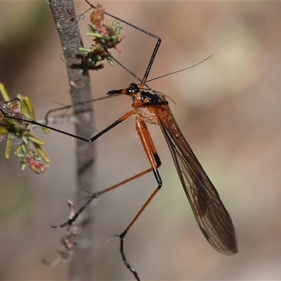 Harpobittacus australis (Hangingfly) at Hall, ACT - 29 Sep 2024 by Anna123