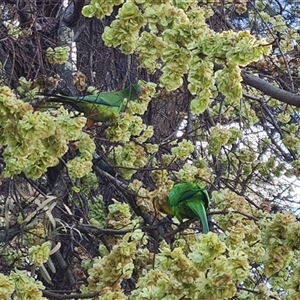 Polytelis swainsonii at Giralang, ACT - 29 Sep 2024